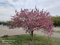 四月，我想念的乌海学院